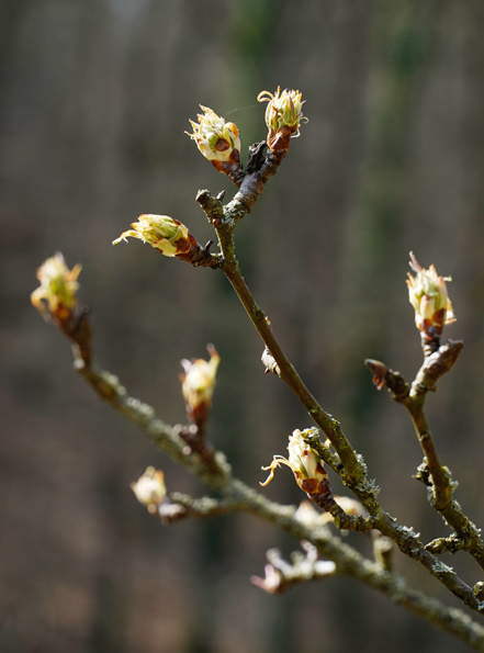 _Knospen